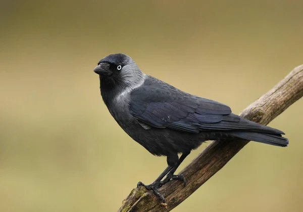 Κοράκι Καλιακούδα Monedula Corvus — Φωτογραφία Αρχείου