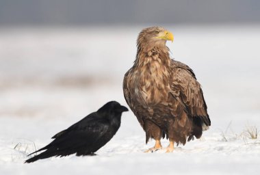 Beyaz kuyruklu kartal doğal ortamlarında