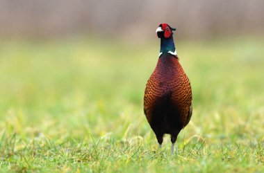 Boğmaklı sülün doğal ortamlarında görünümünü kapat