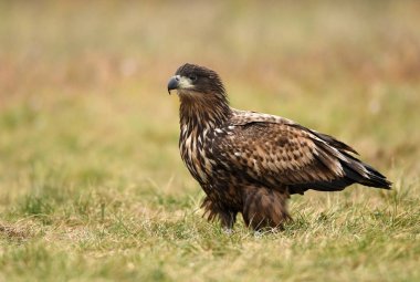Beyaz kuyruklu kartal doğal ortamlarında