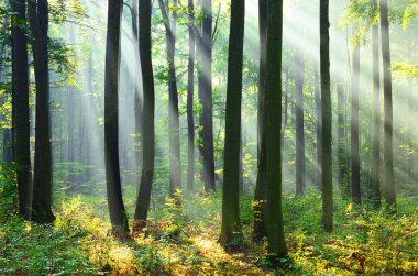 çok güzel bir sabah güneş yaz ormandaki