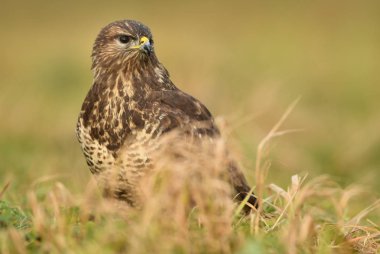 Bayağı şahin doğal ortamlarında görünümünü kapat