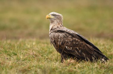 Beyaz kuyruklu kartal doğal ortamlarında