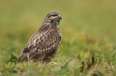 Bayağı şahin doğal ortamlarında görünümünü kapat