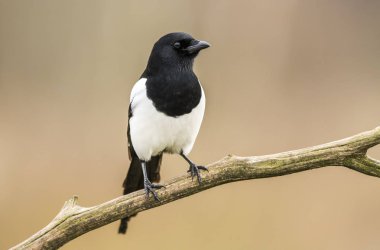 Magpie doğal ortamlarında görünümünü kapat