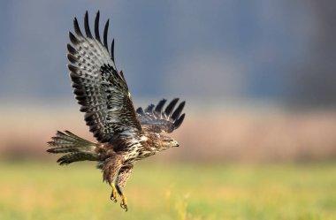 Bayağı şahin doğal ortamlarında görünümünü kapat