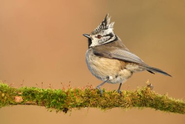 Tepeli baştankara (Lophophanes cristatus)