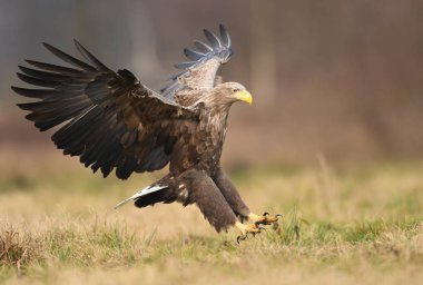 Beyaz kuyruklu kartal doğal ortamlarında