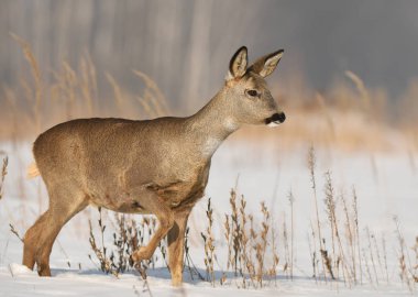 Doğal ortamlarında meraklı karaca