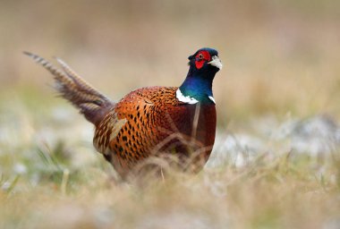 Boğmaklı sülün doğal ortamlarında görünümünü kapat