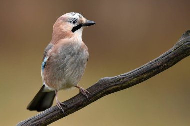 Şirin bayağı alakarga görünümünü kapat  