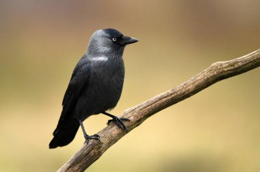Küçük karga karga (Corvus Monedula)