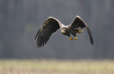 Beyaz kuyruklu kartal doğal ortamlarında