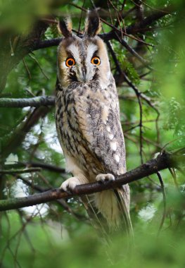 Uzun kulaklı Baykuş (Asio otus)