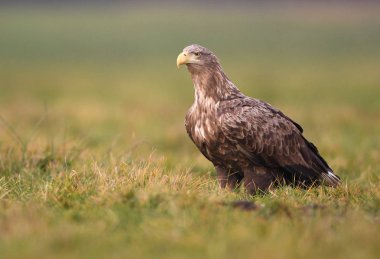 Beyaz kuyruklu kartal doğal ortamlarında
