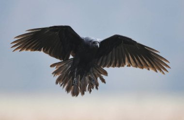 Doğal yaşam alanı içinde siyah kuzgun görünümünü kapat