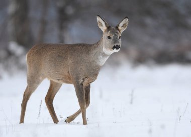 Doğal ortamlarında meraklı karaca