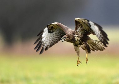 Bayağı şahin doğal ortamlarında görünümünü kapat