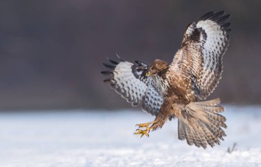 Bayağı şahin doğal ortamlarında görünümünü kapat