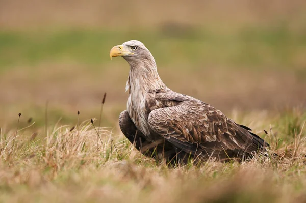 Seeadler Natürlichem Lebensraum — Stockfoto