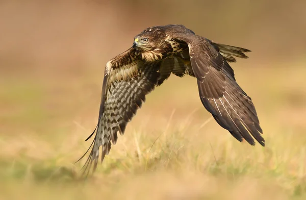 Vista Ravvicinata Della Poiana Comune Nell Habitat Naturale — Foto Stock