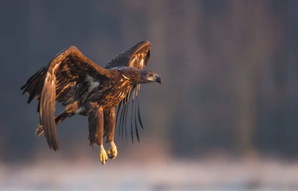 Beyaz Kuyruklu Kartal Doğal Ortamlarında — Stok fotoğraf