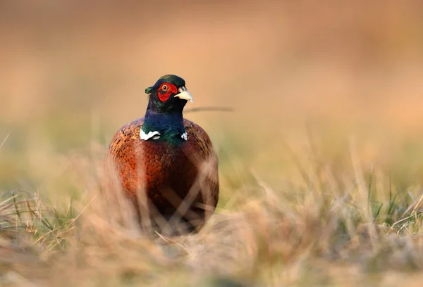 Close View Ringneck Pheasant Natural Habitat — Stock Photo, Image