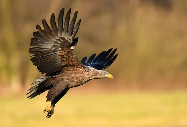 Seeadler Natürlichem Lebensraum — Stockfoto