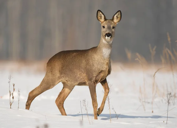 Nieuwsgierig Reeën Natuurlijke Habitat — Stockfoto