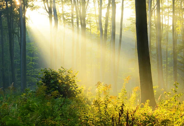Çok Güzel Bir Sabah Güneş Yaz Ormandaki — Stok fotoğraf