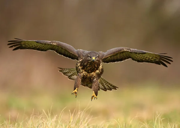 Vista Ravvicinata Della Poiana Comune Nell Habitat Naturale — Foto Stock