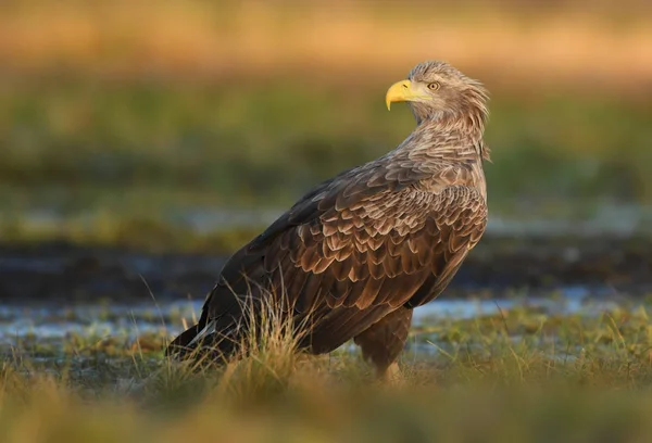 Seeadler Natürlichem Lebensraum — Stockfoto