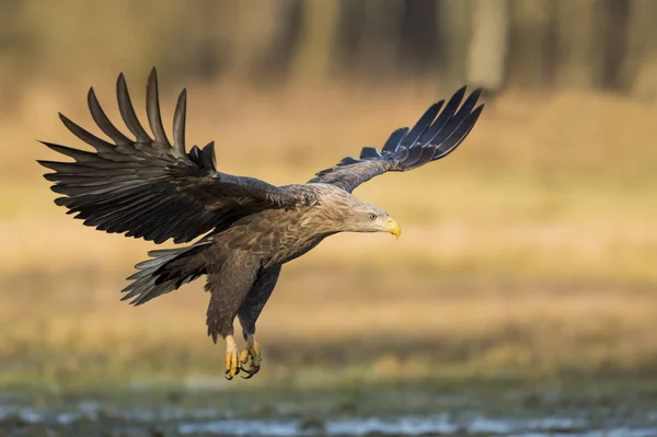 White Tailed Eagle Naturalnym Środowisku — Zdjęcie stockowe