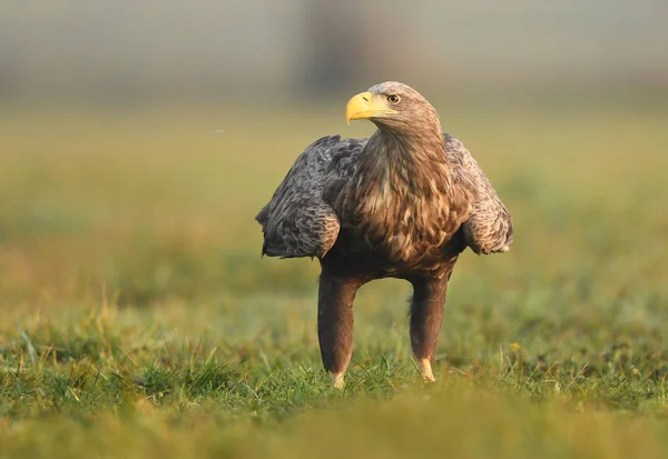 White Tailed Eagle Natural Habitat — Stock Photo, Image