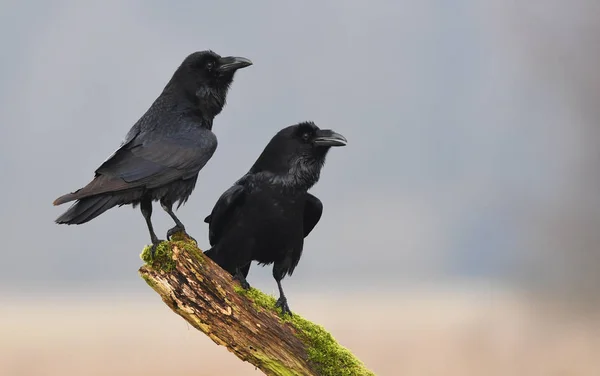 Raven Corvus Corax Branch — Stock Photo, Image