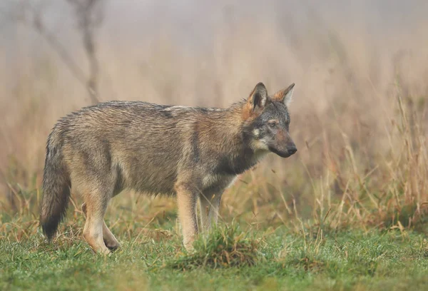 Lobo Gris Salvaje Hábitat Natural — Foto de Stock