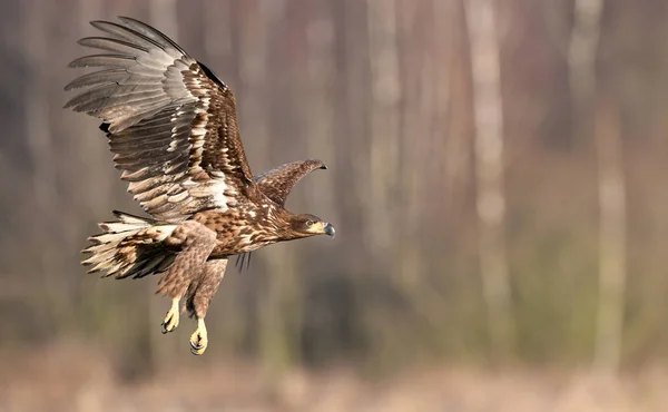 Vit Tailed Eagle Naturliga Livsmiljö — Stockfoto