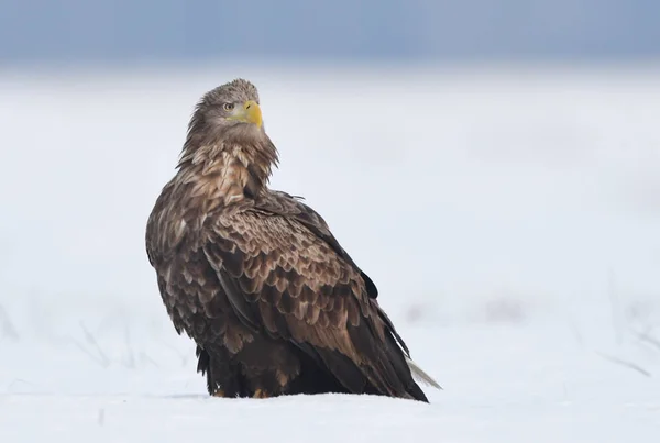 White Tailed Eagle Natuurlijke Habitat — Stockfoto