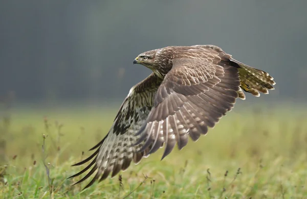 Close Van Buizerd Natuurlijke Habitat — Stockfoto