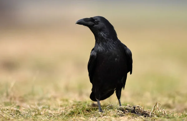 Vue Rapprochée Corbeau Noir Dans Habitat Naturel — Photo