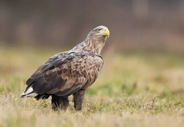 Seeadler Natürlichem Lebensraum — Stockfoto