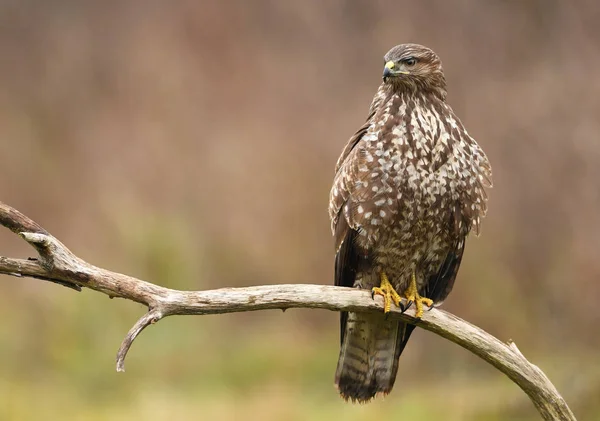 Vista Ravvicinata Della Poiana Comune Nell Habitat Naturale — Foto Stock