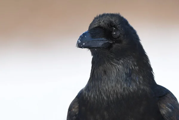 Vue Rapprochée Corbeau Noir Dans Habitat Naturel — Photo