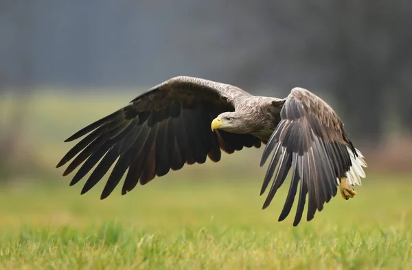 White Tailed Eagle Natural Habitat — Stock Photo, Image