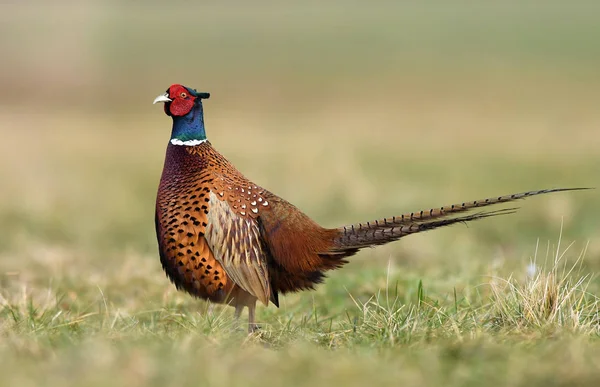 Vista Vicino Ringneck Fagiano Habitat Naturale — Foto Stock