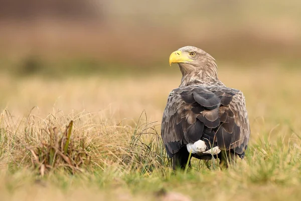 White Tailed Eagle Naturalnym Środowisku — Zdjęcie stockowe