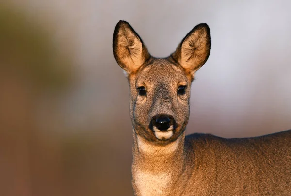 Curious Roe Deer Natural Habitat — Stock Photo, Image