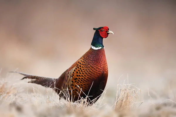 Close View Ringneck Pheasant Natural Habitat — Stock Photo, Image