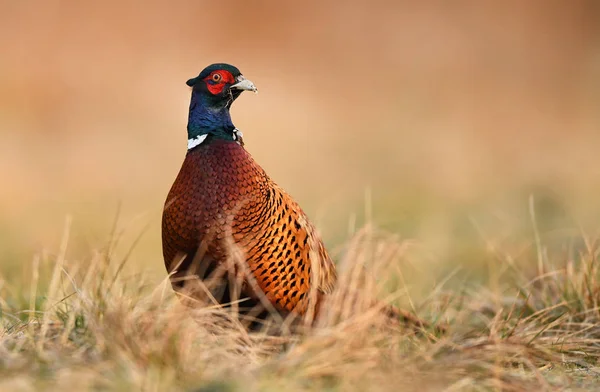 Vista Cerca Del Faisán Ringneck Hábitat Natural — Foto de Stock