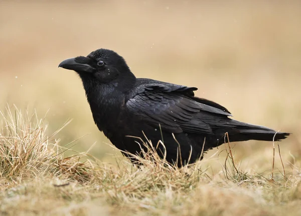 Close up view of black Raven in natural habitat